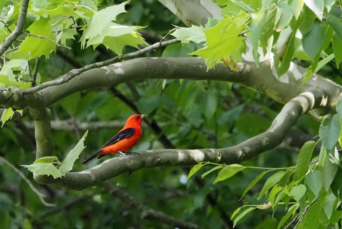 Scarlet Tanager - ML619535601