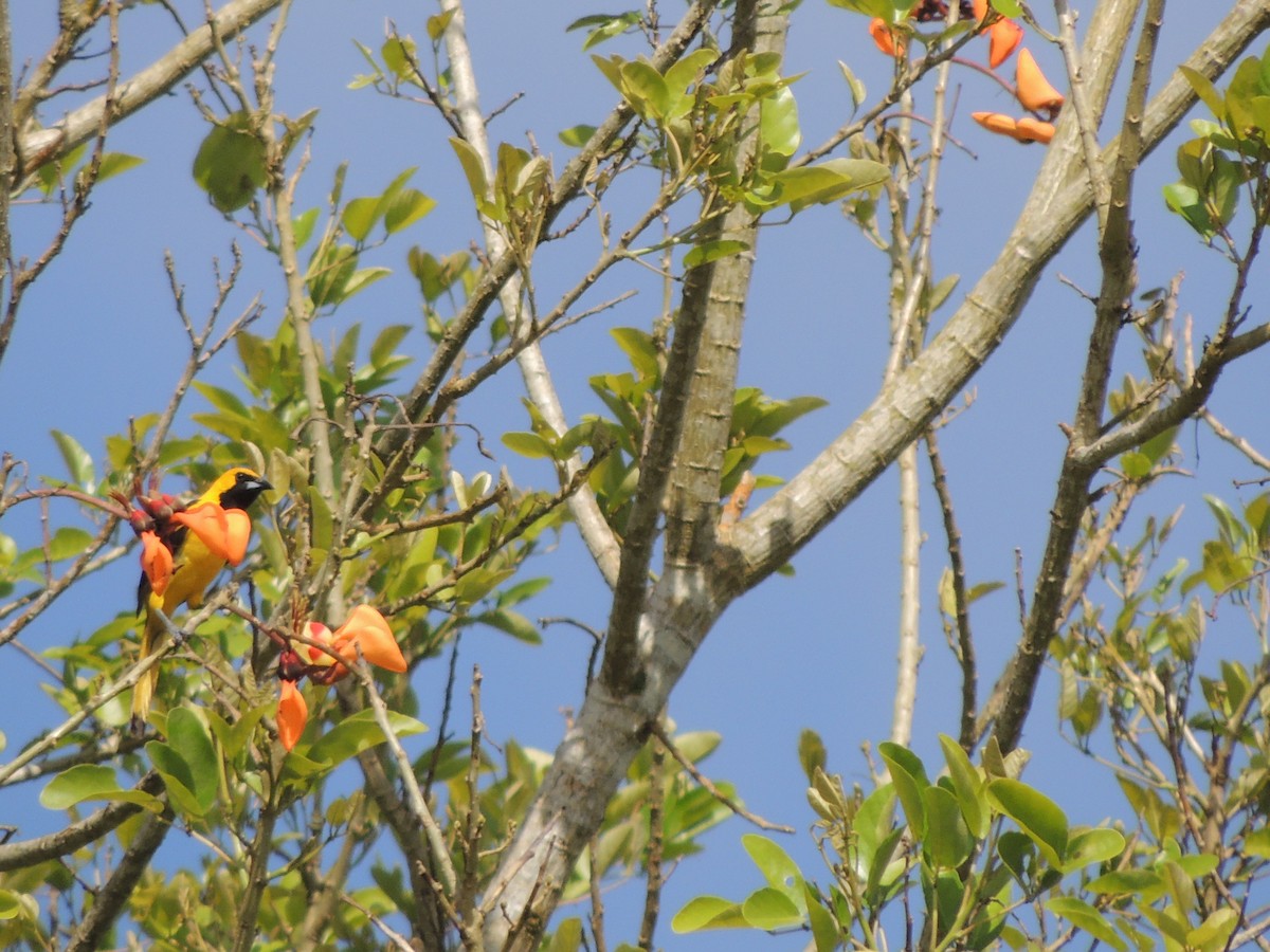 Yellow-tailed Oriole - ML619535610
