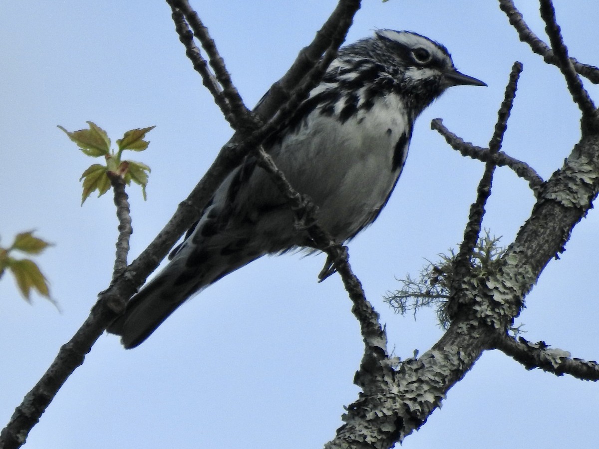 Black-and-white Warbler - ML619535611