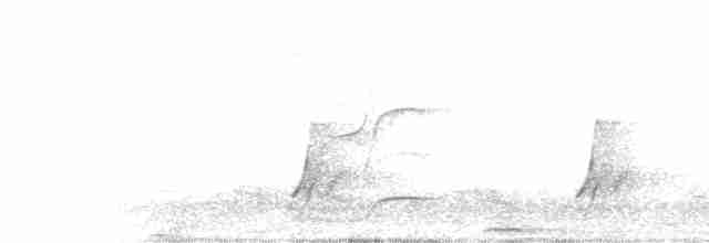 斑胸秧雞 - ML619535629