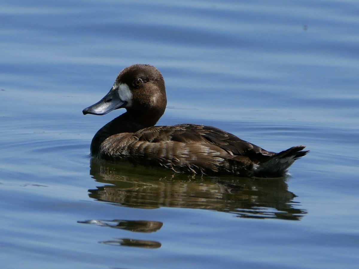 Greater Scaup - ML619535630
