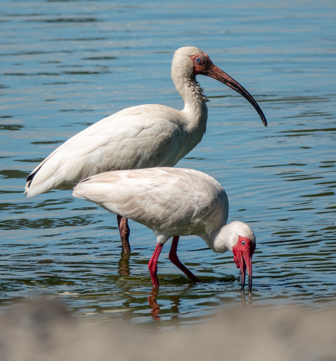 ibis bílý - ML619535632