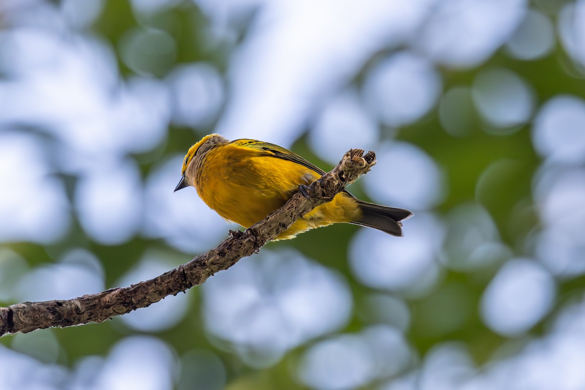Silver-throated Tanager - ML619535643