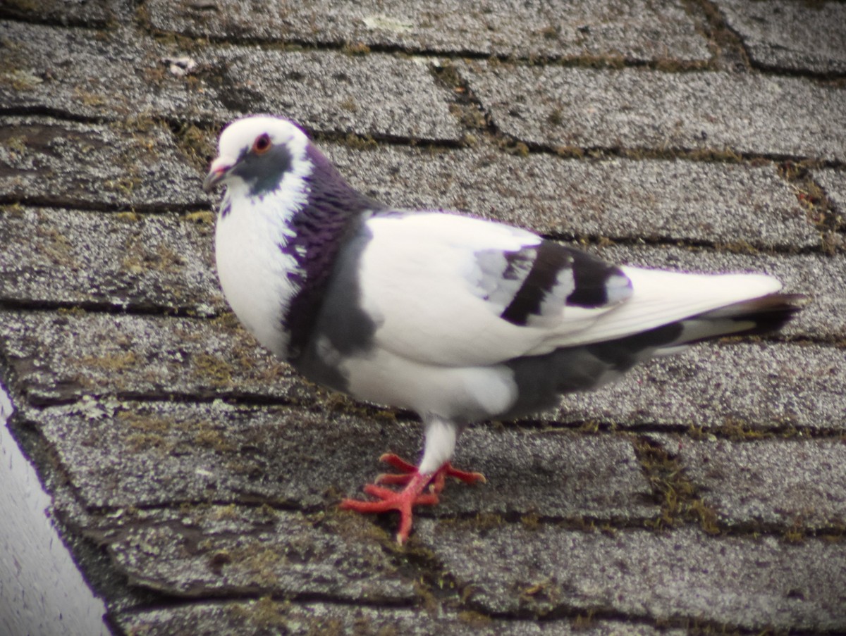 Rock Pigeon (Feral Pigeon) - ML619535667