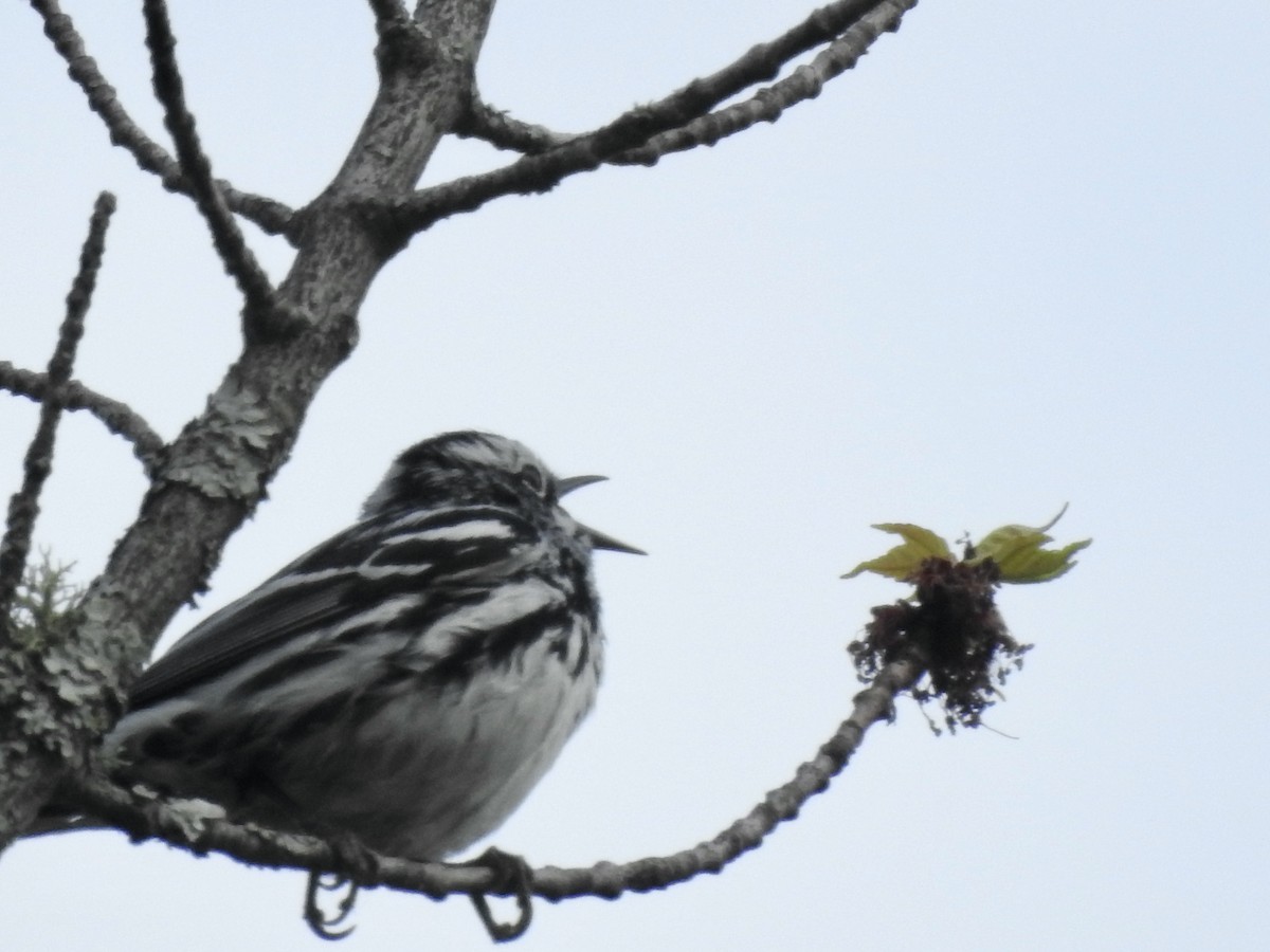 Black-and-white Warbler - ML619535696