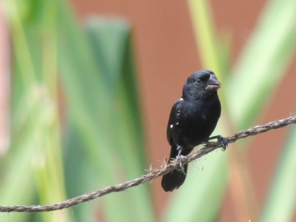 Variable Seedeater - ML619535775
