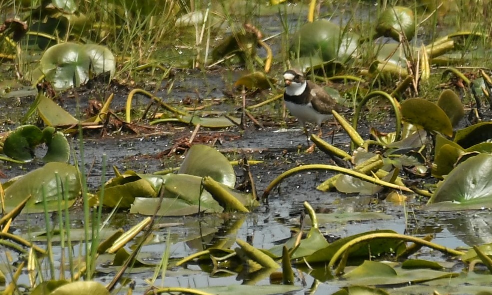 Semipalmated Plover - ML619535813