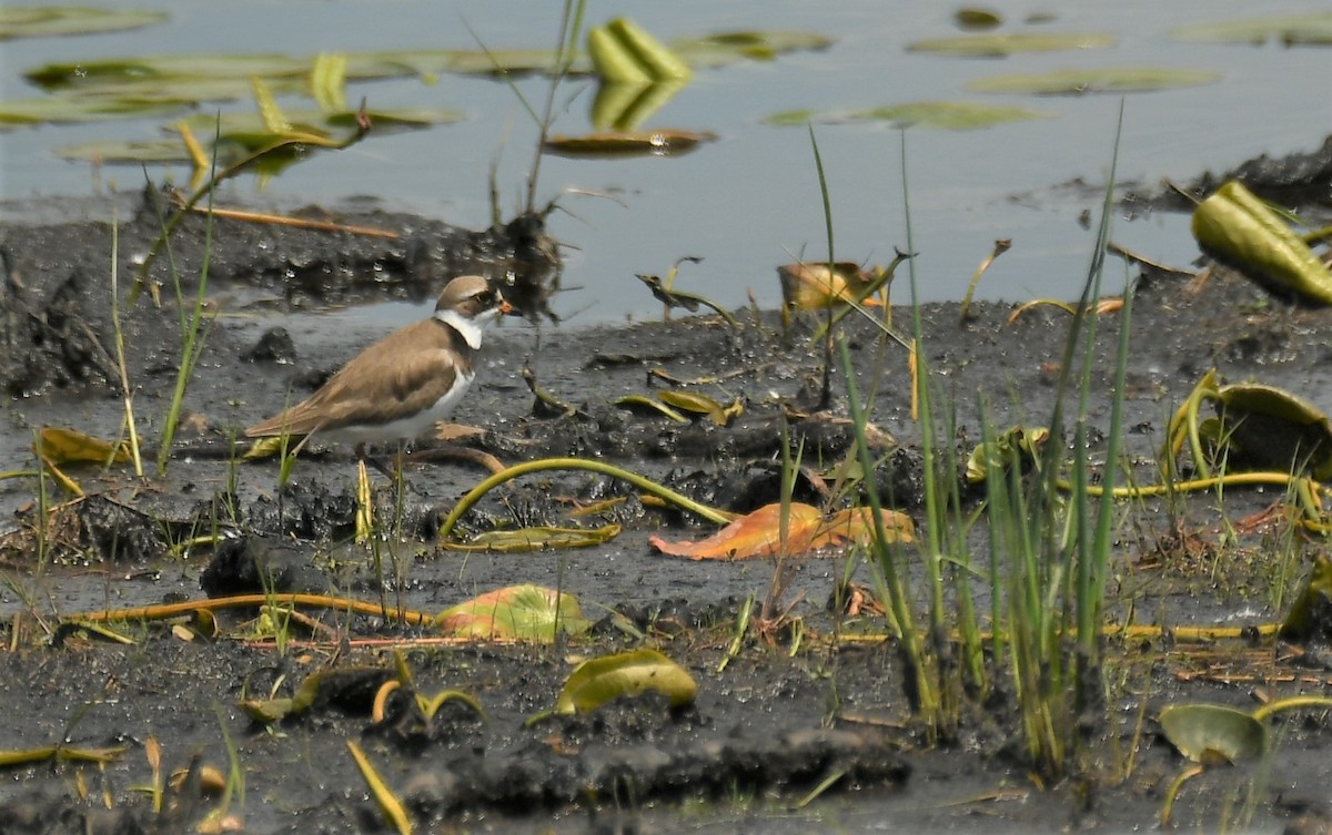 Semipalmated Plover - ML619535814