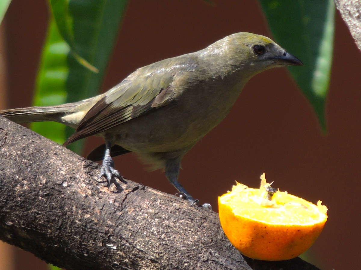 Palm Tanager - ML619535849