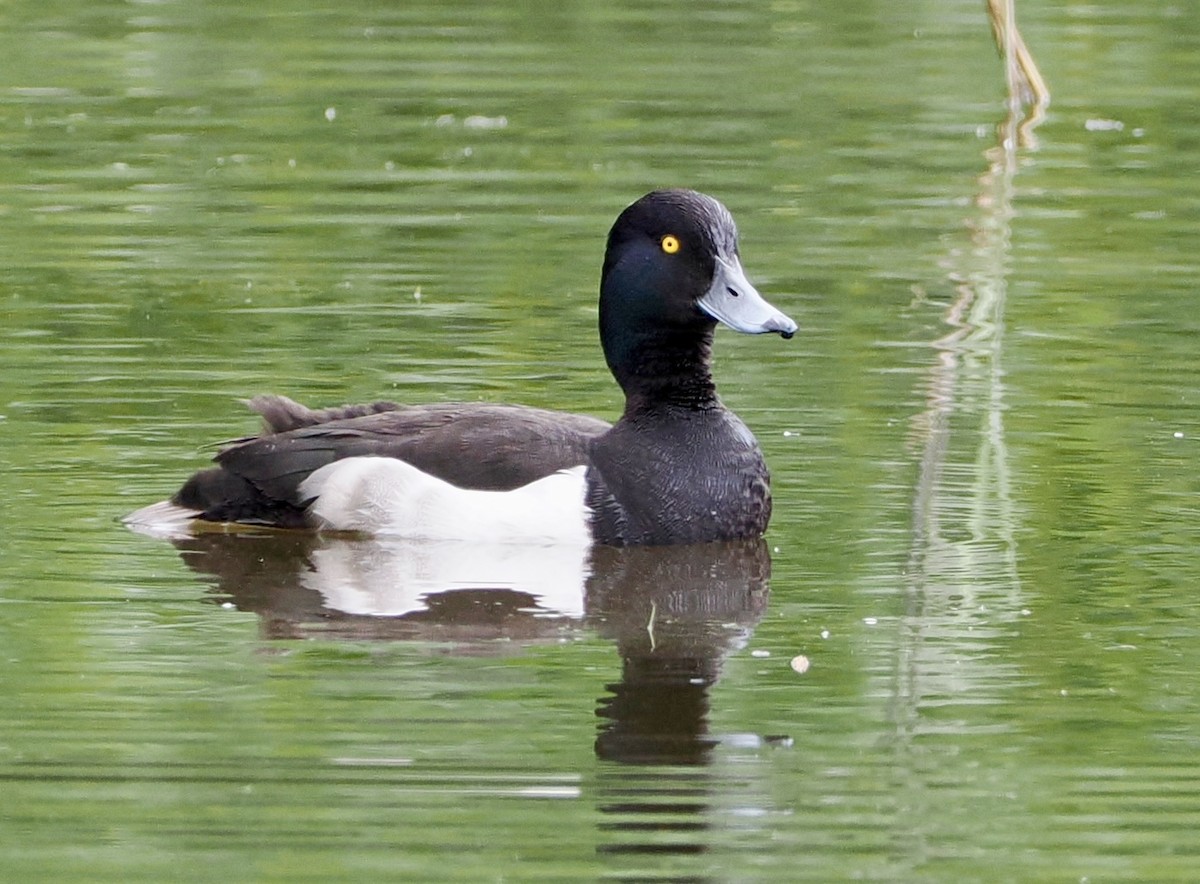 Tufted Duck - ML619535863