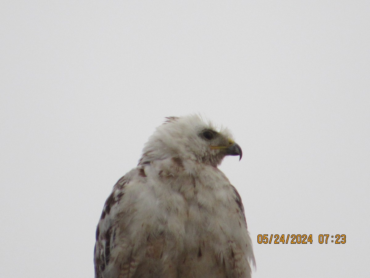 Red-tailed Hawk - ML619535872