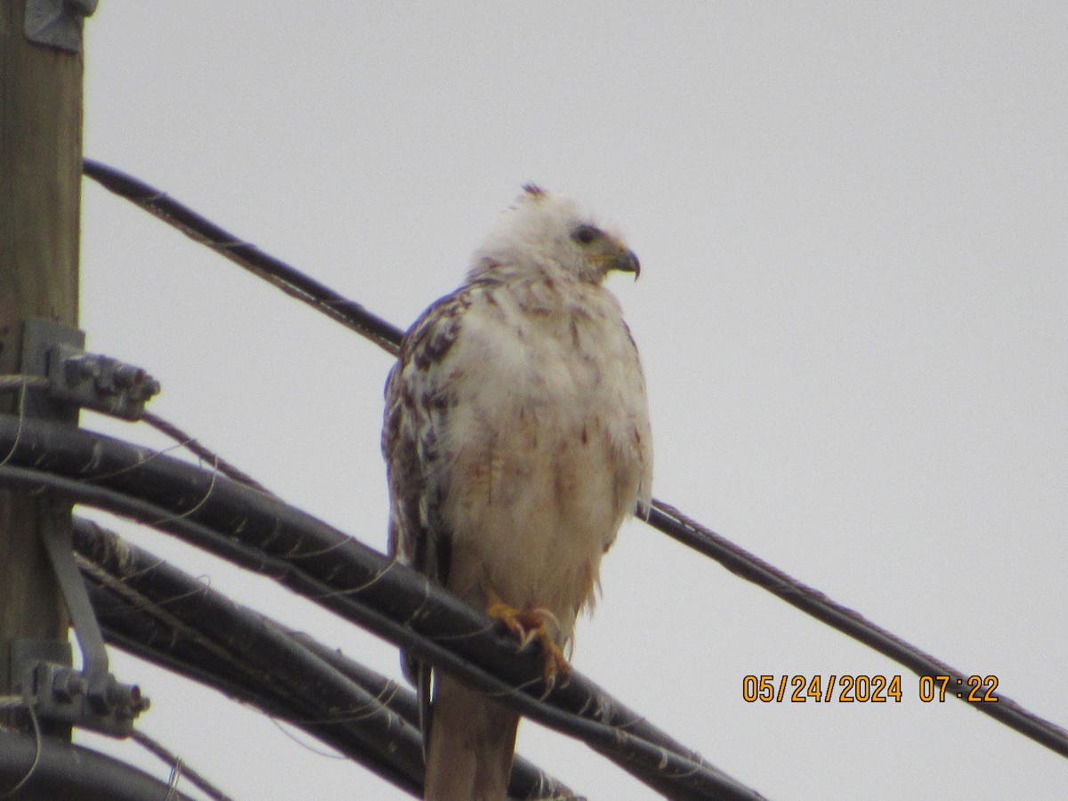 Red-tailed Hawk - ML619535899