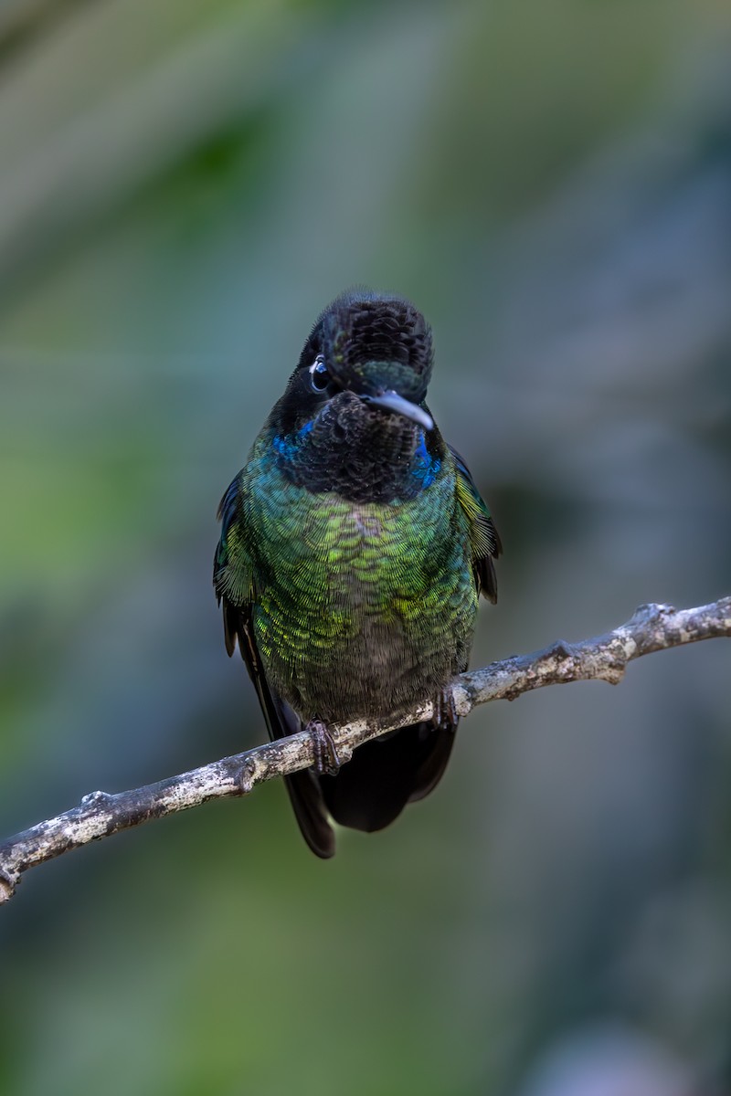 Talamanca Hummingbird - ML619535960