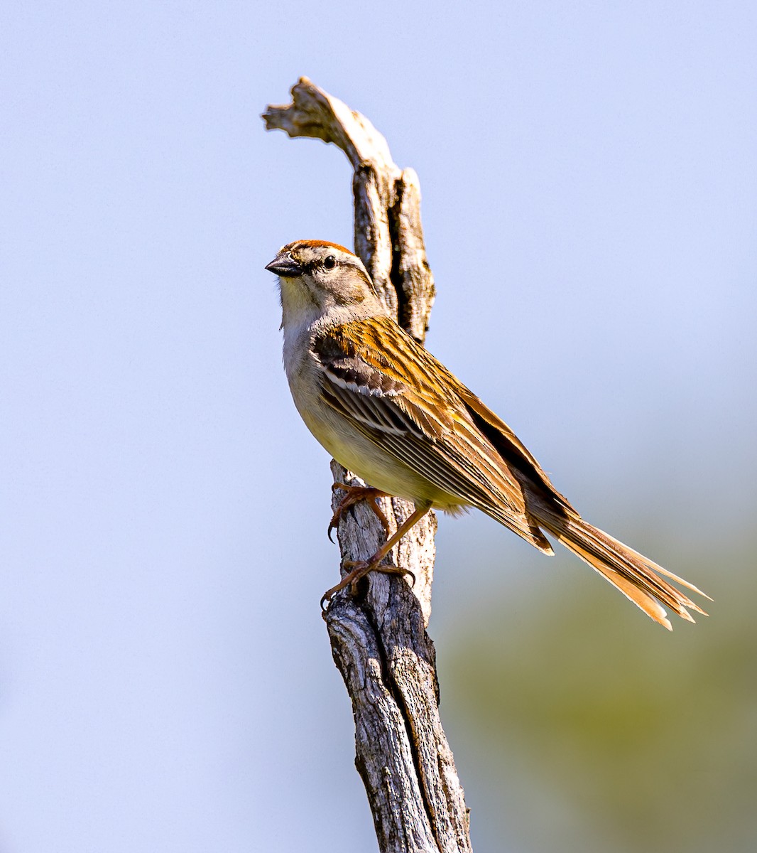 Chipping Sparrow - ML619536002