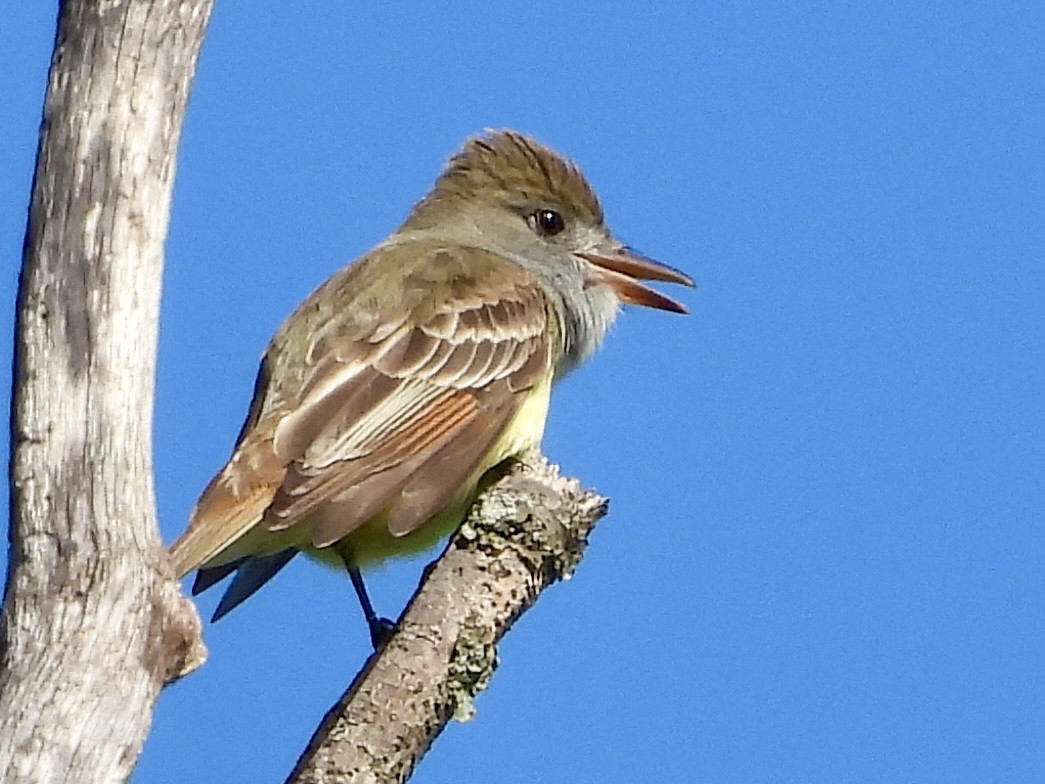 Great Crested Flycatcher - ML619536004