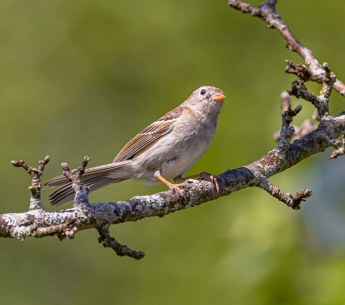 Field Sparrow - ML619536013