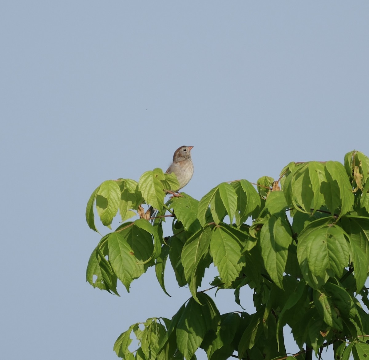 Field Sparrow - ML619536029