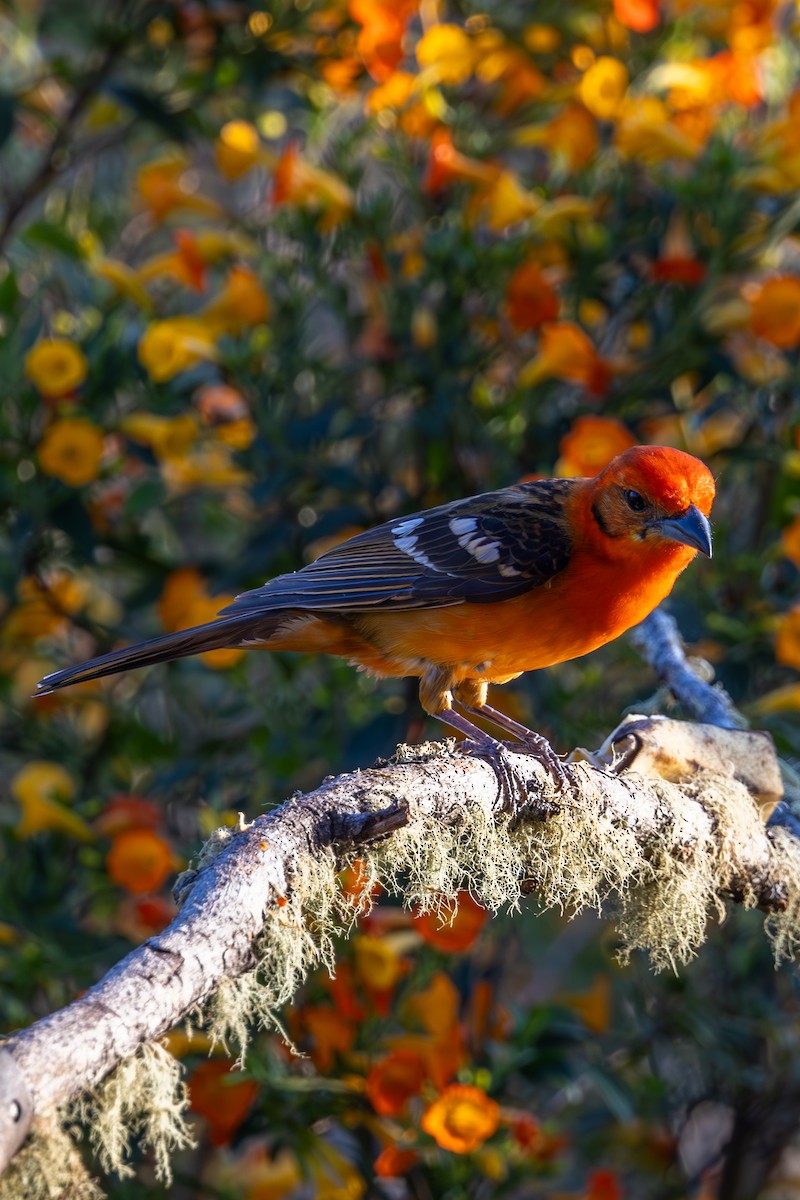 Flame-colored Tanager - ML619536080