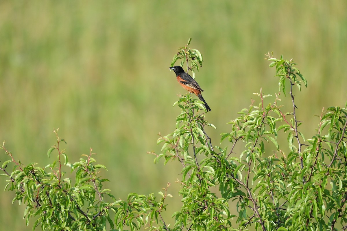 Orchard Oriole - ML619536084