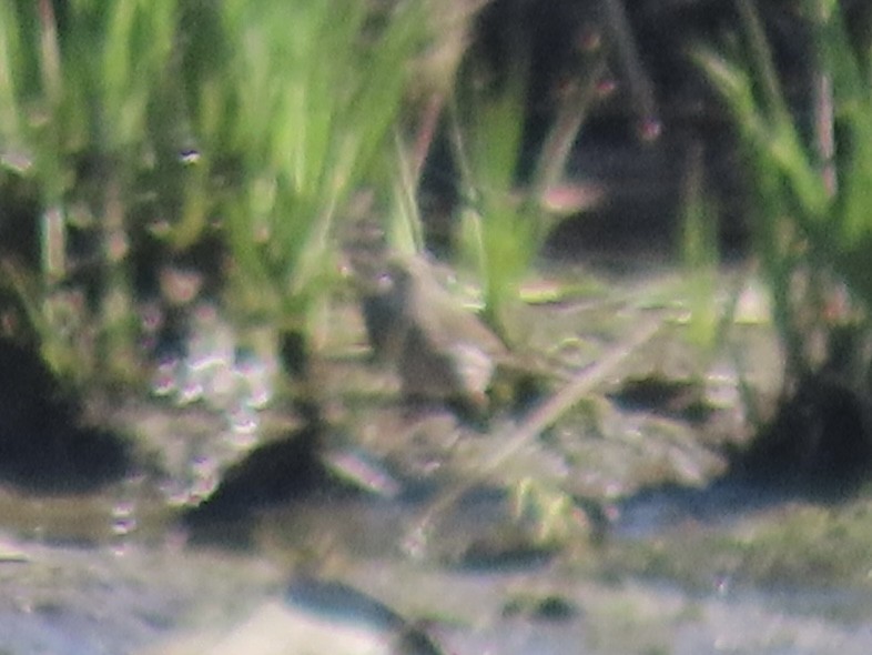 Приморская овсянка-барсучок - ML619536132