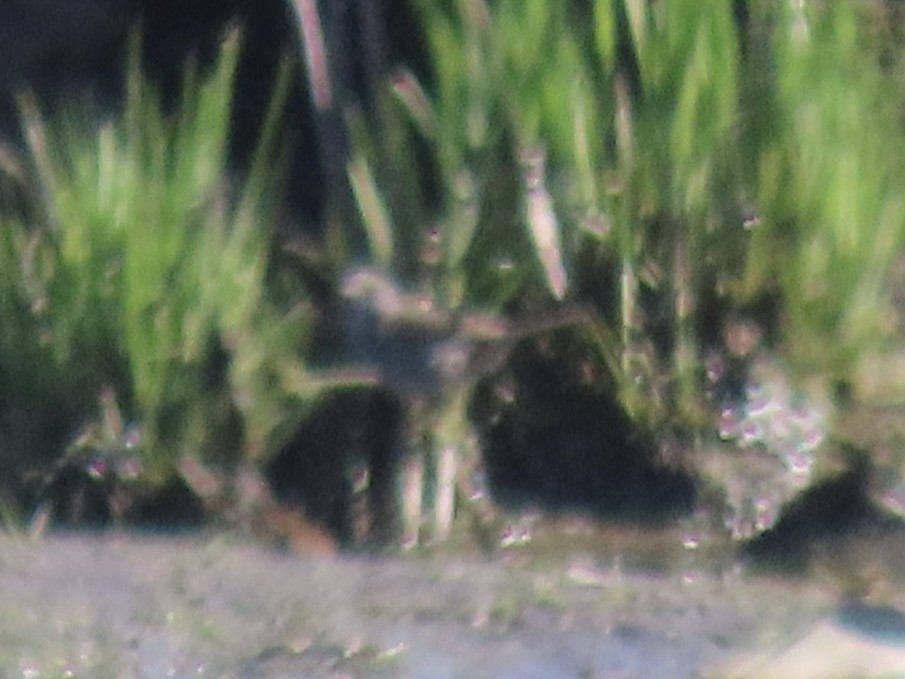 Приморская овсянка-барсучок - ML619536134