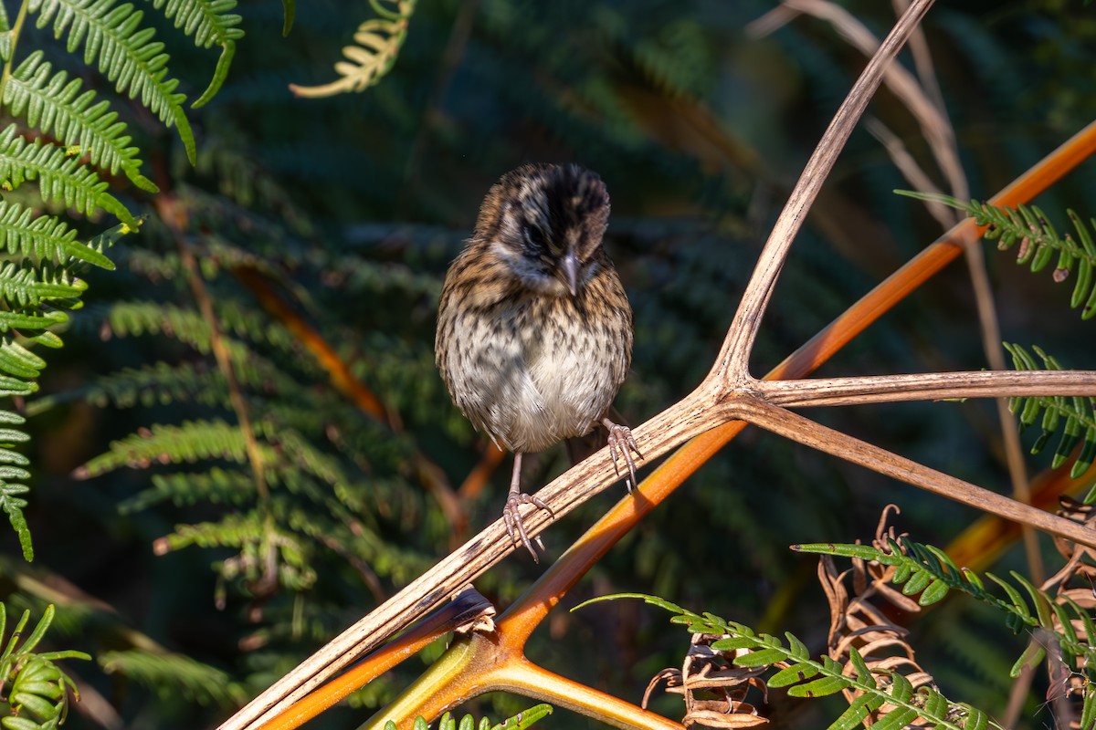 Rufous-collared Sparrow - ML619536138