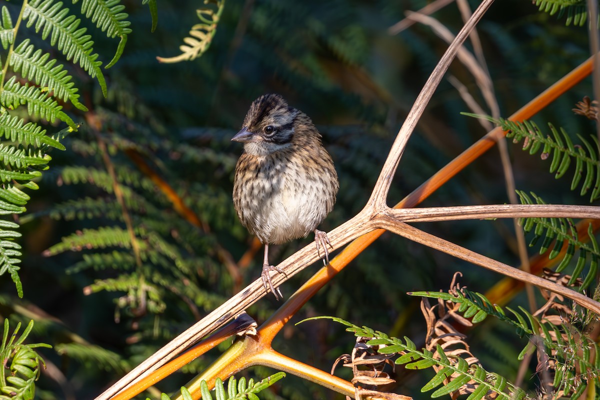 Rufous-collared Sparrow - ML619536139