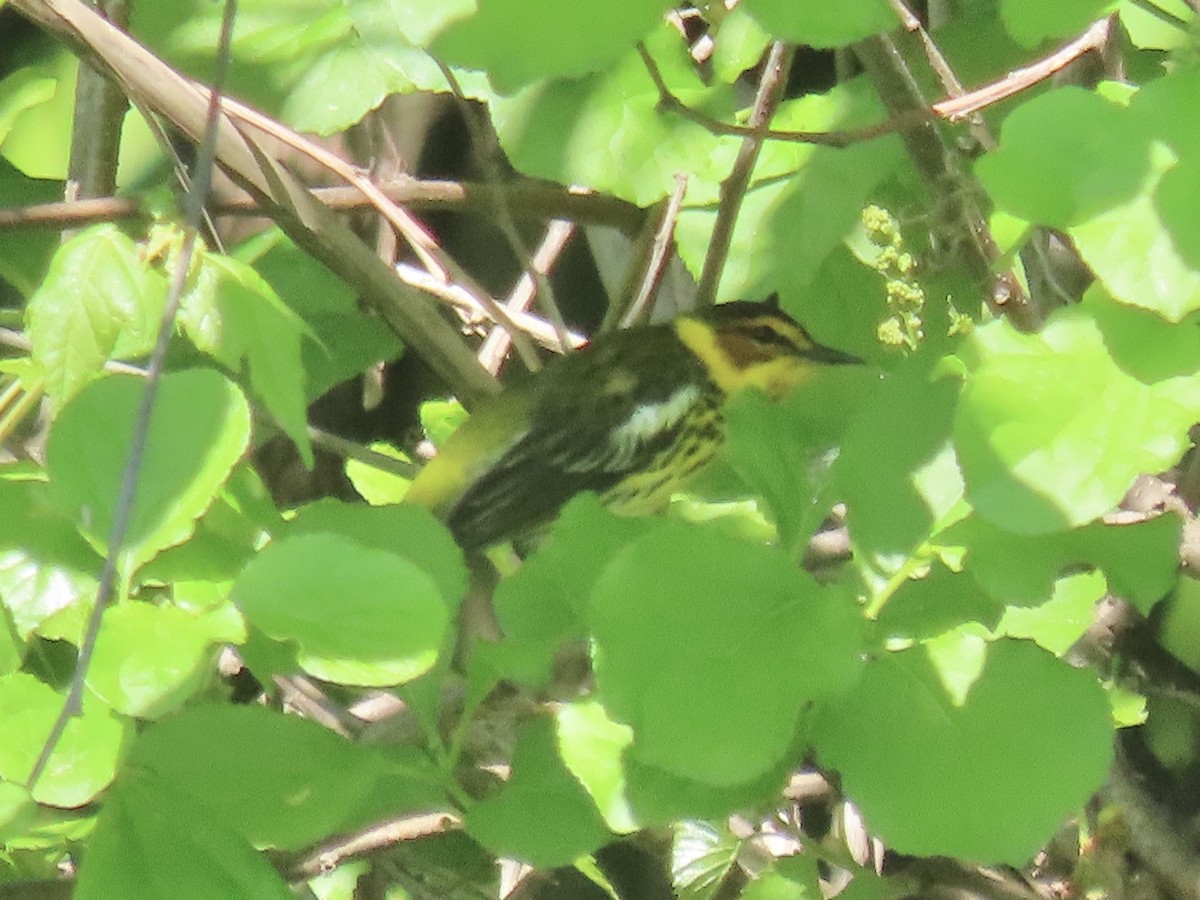 Cape May Warbler - ML619536143