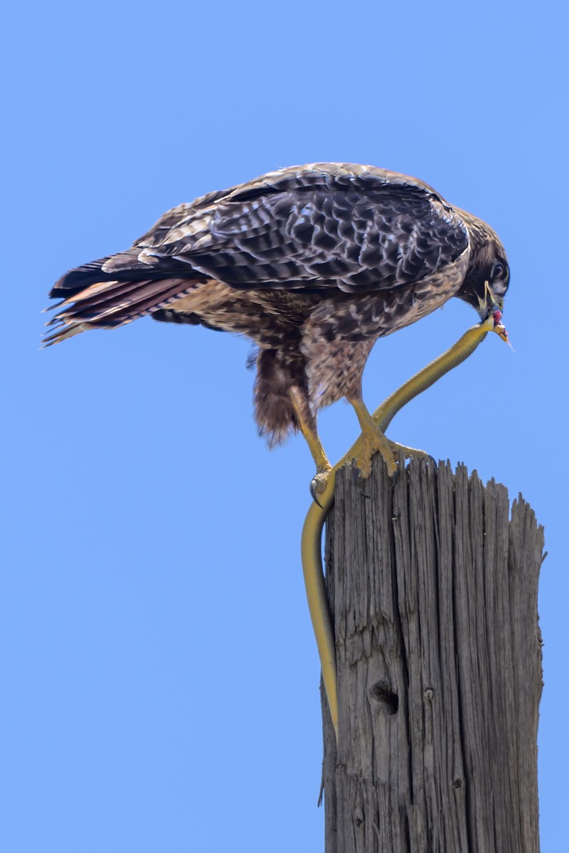 Red-tailed Hawk - ML619536150