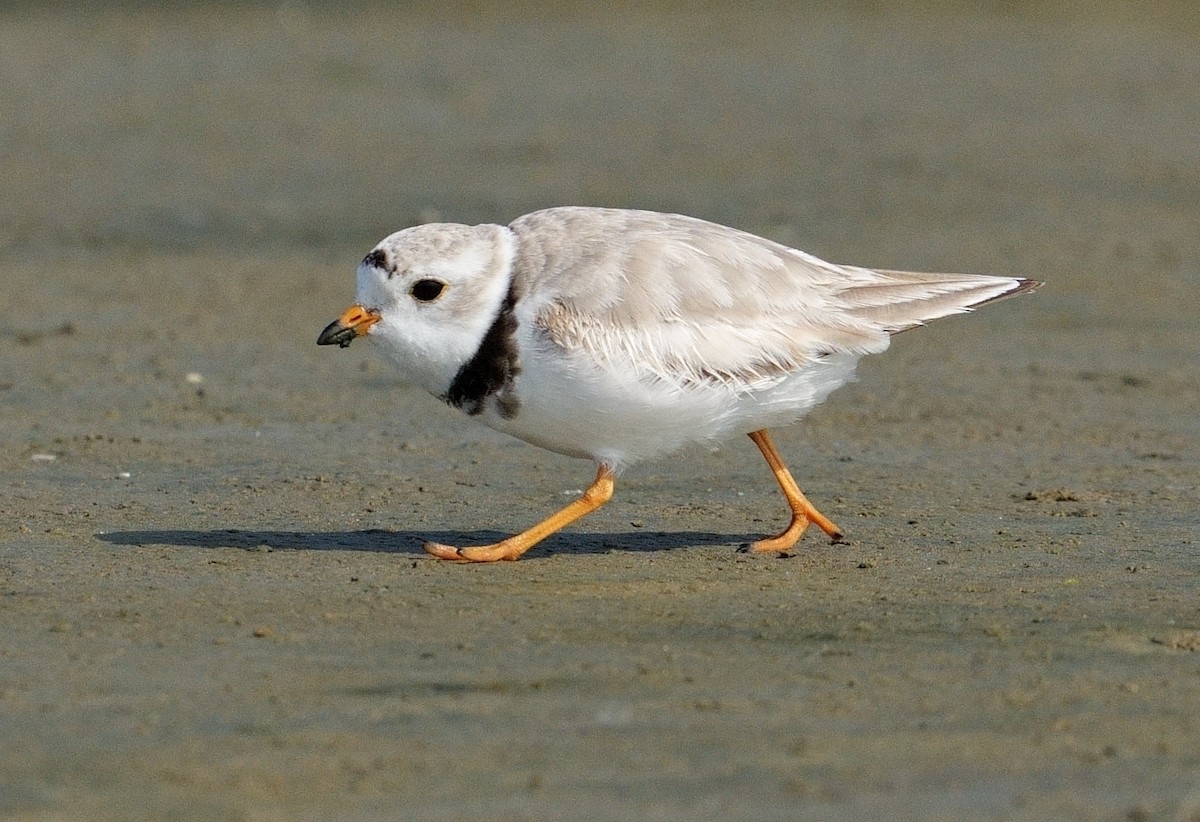 Piping Plover - ML619536180