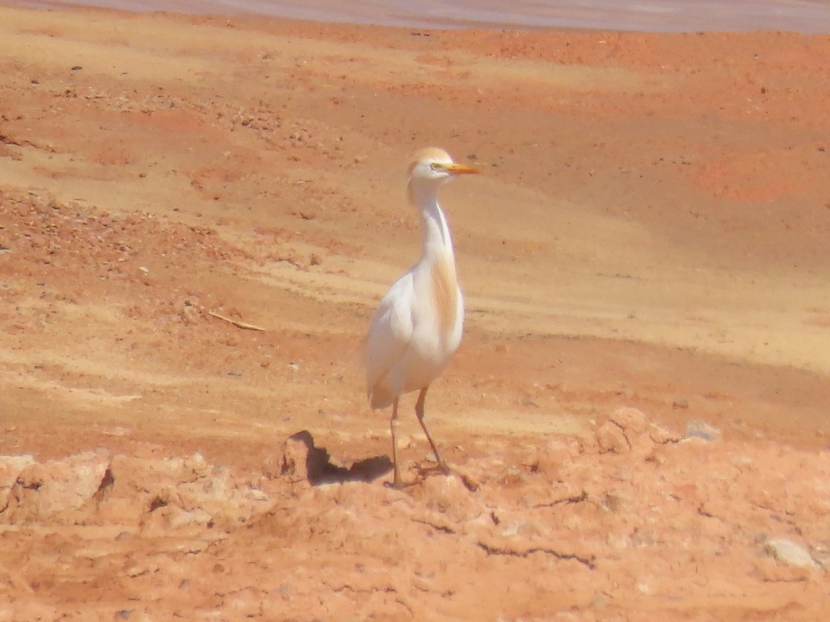 Чапля єгипетська (підвид ibis) - ML619536205