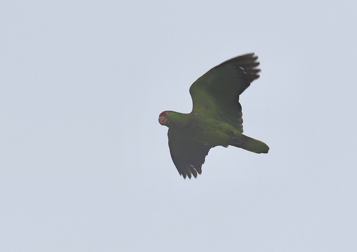 Red-crowned Parrot - ML619536231