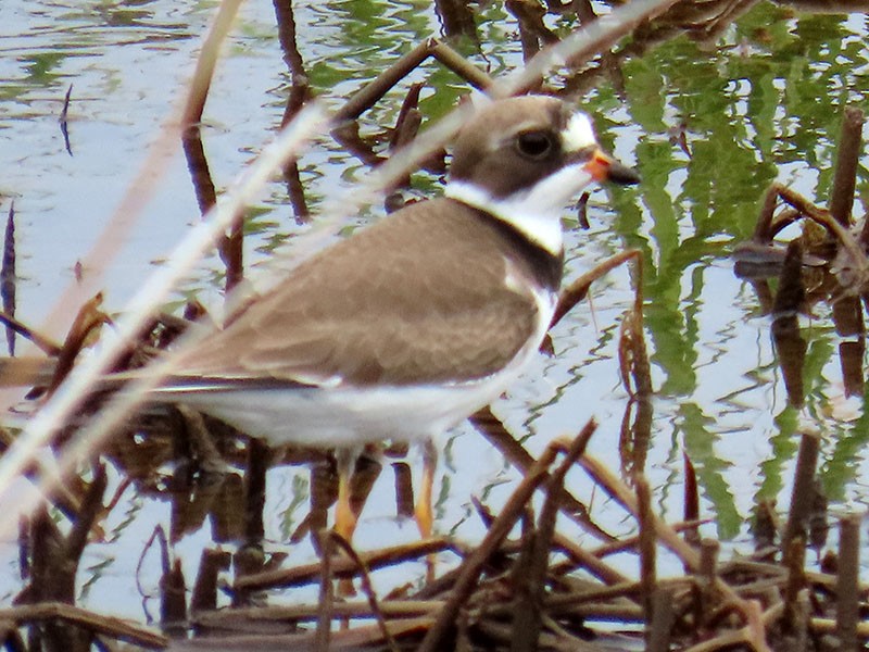 Semipalmated Plover - ML619536259