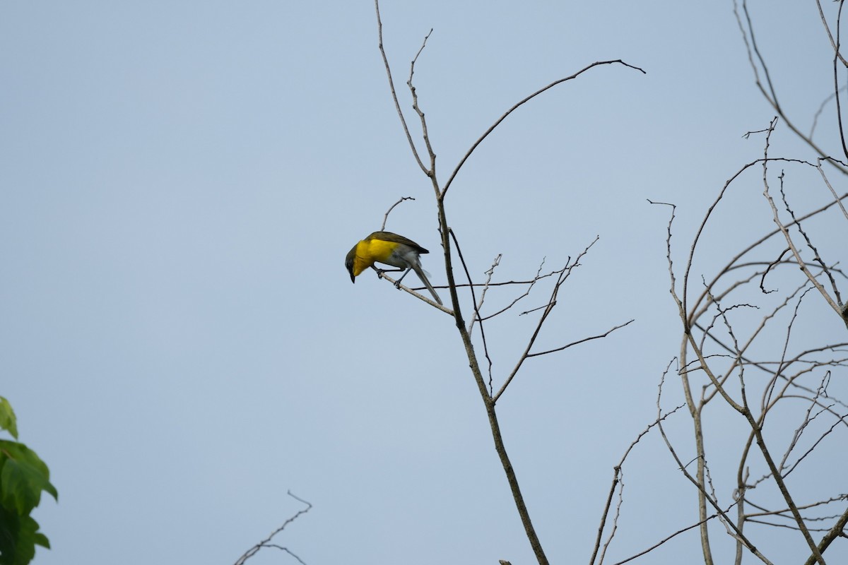 Yellow-breasted Chat - ML619536269