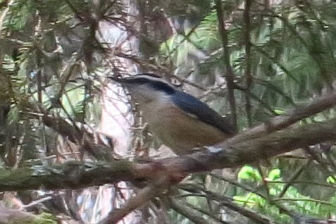 Red-breasted Nuthatch - ML619536274