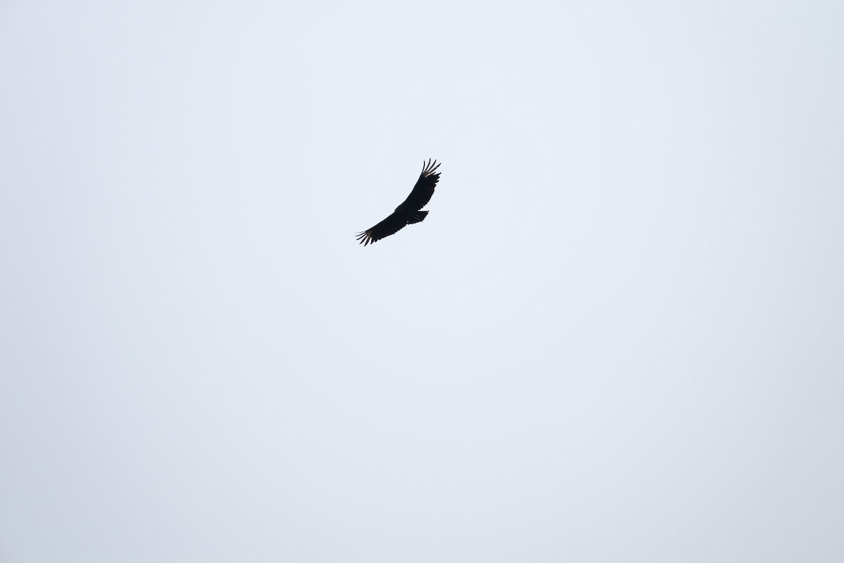 Black Vulture - ML619536326