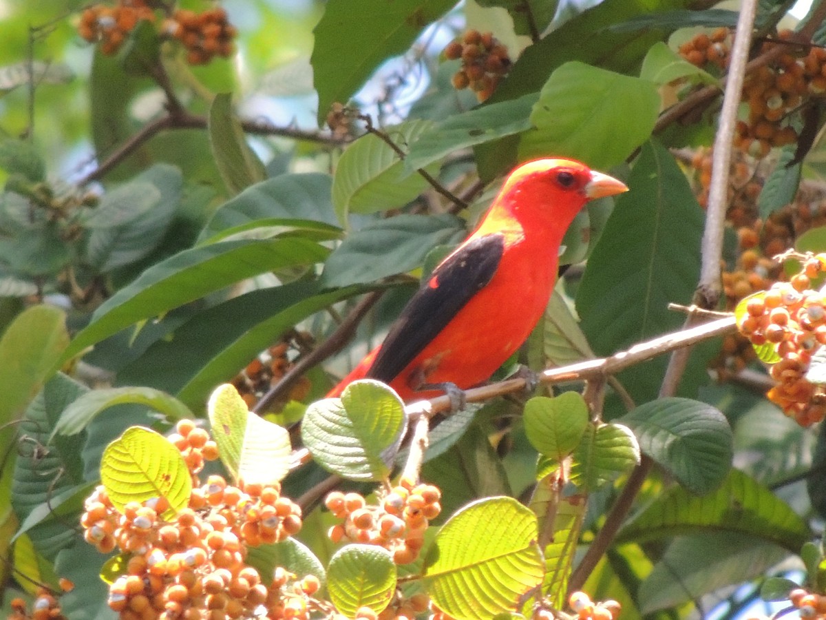 Scarlet Tanager - ML619536330