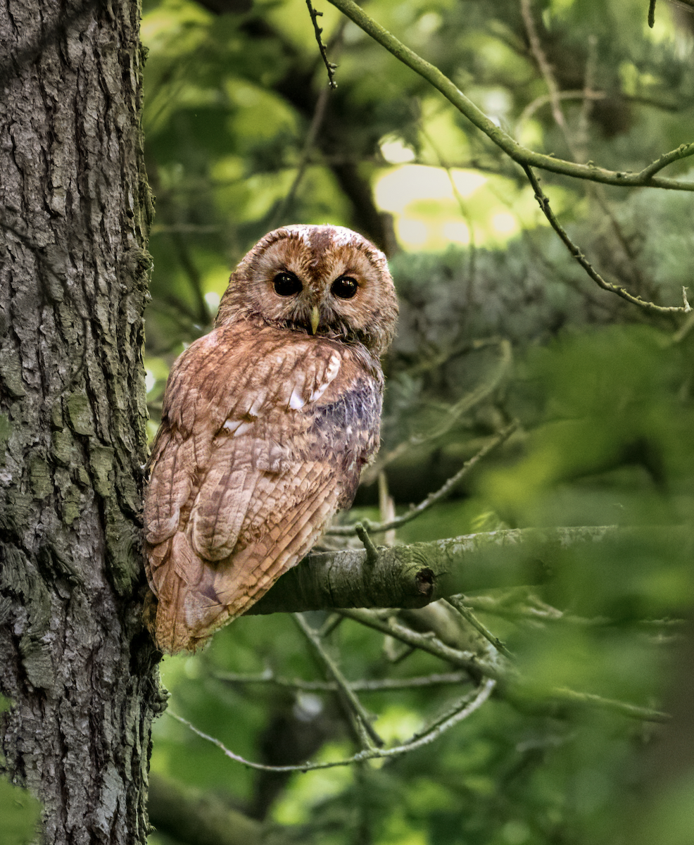 Tawny Owl - ML619536332