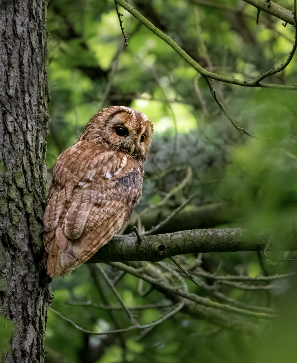 Tawny Owl - ML619536333