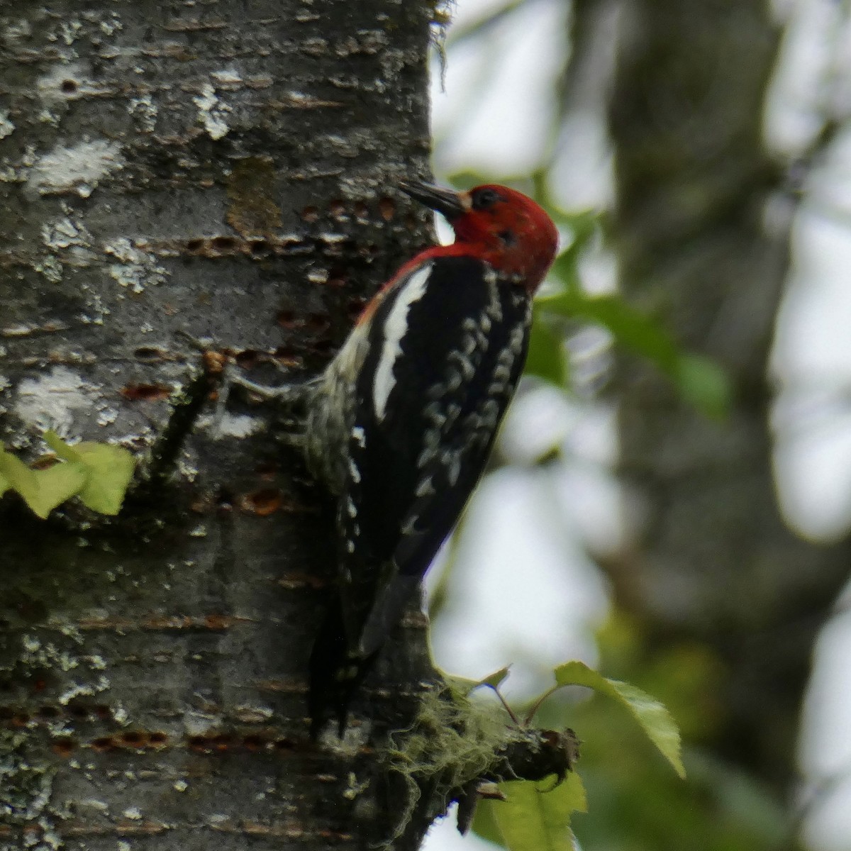 Red-breasted Sapsucker - ML619536356