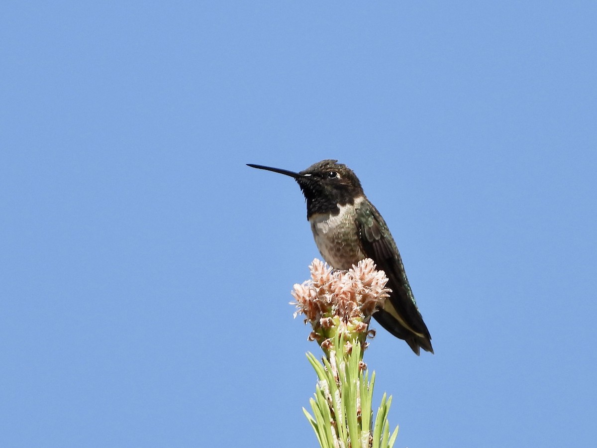 Black-chinned Hummingbird - ML619536404