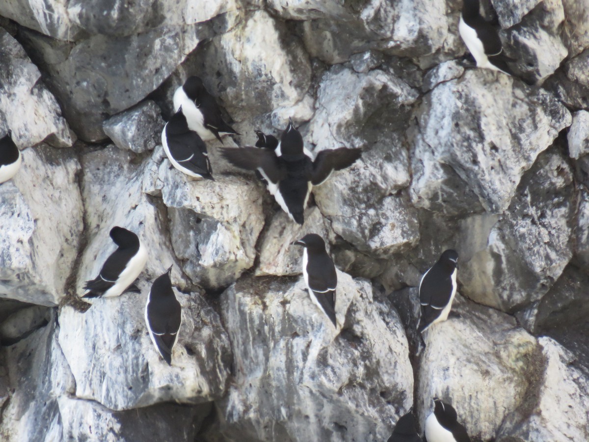 Thick-billed Murre - ML619536408