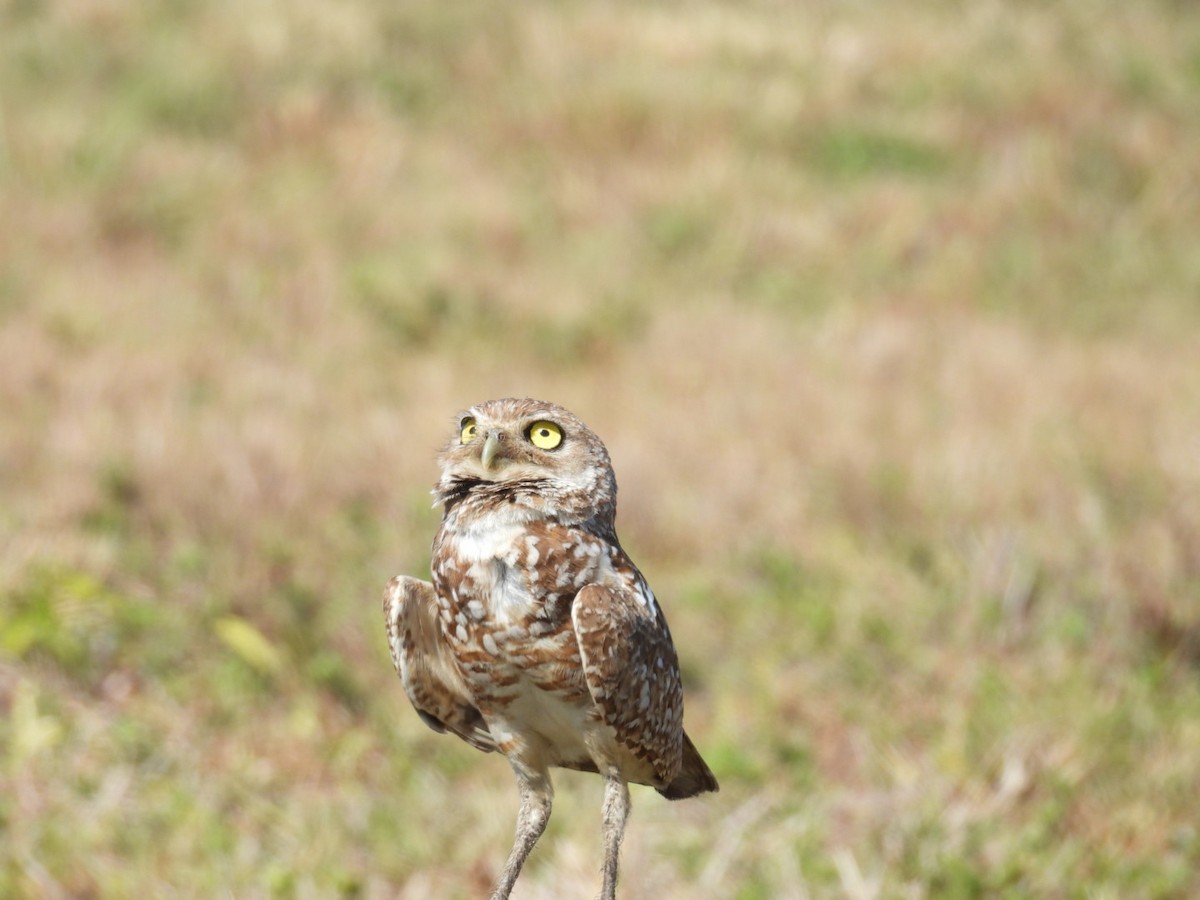 Burrowing Owl - ML619536452