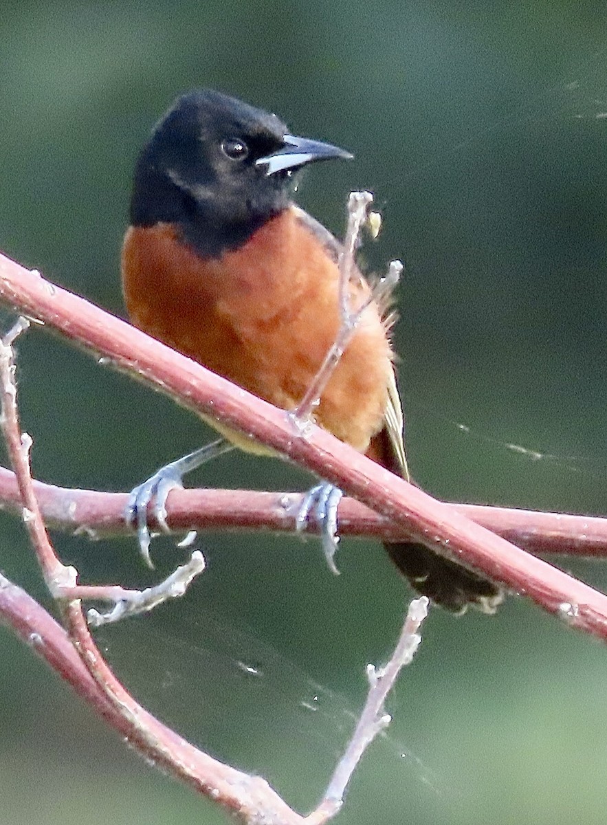 Orchard Oriole - ML619536467
