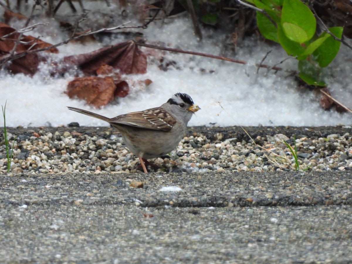 White-crowned Sparrow - ML619536479