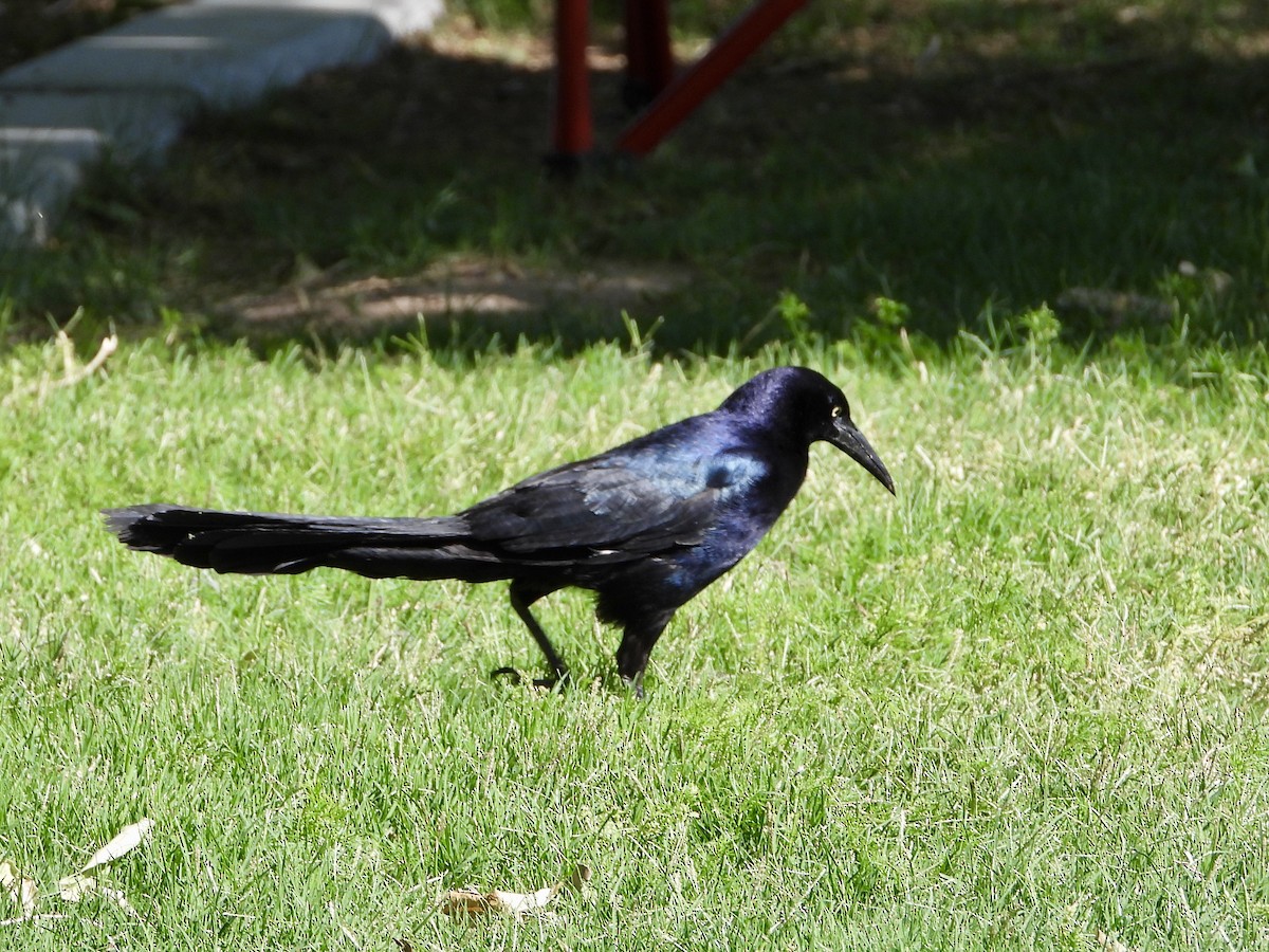 Great-tailed Grackle - ML619536495
