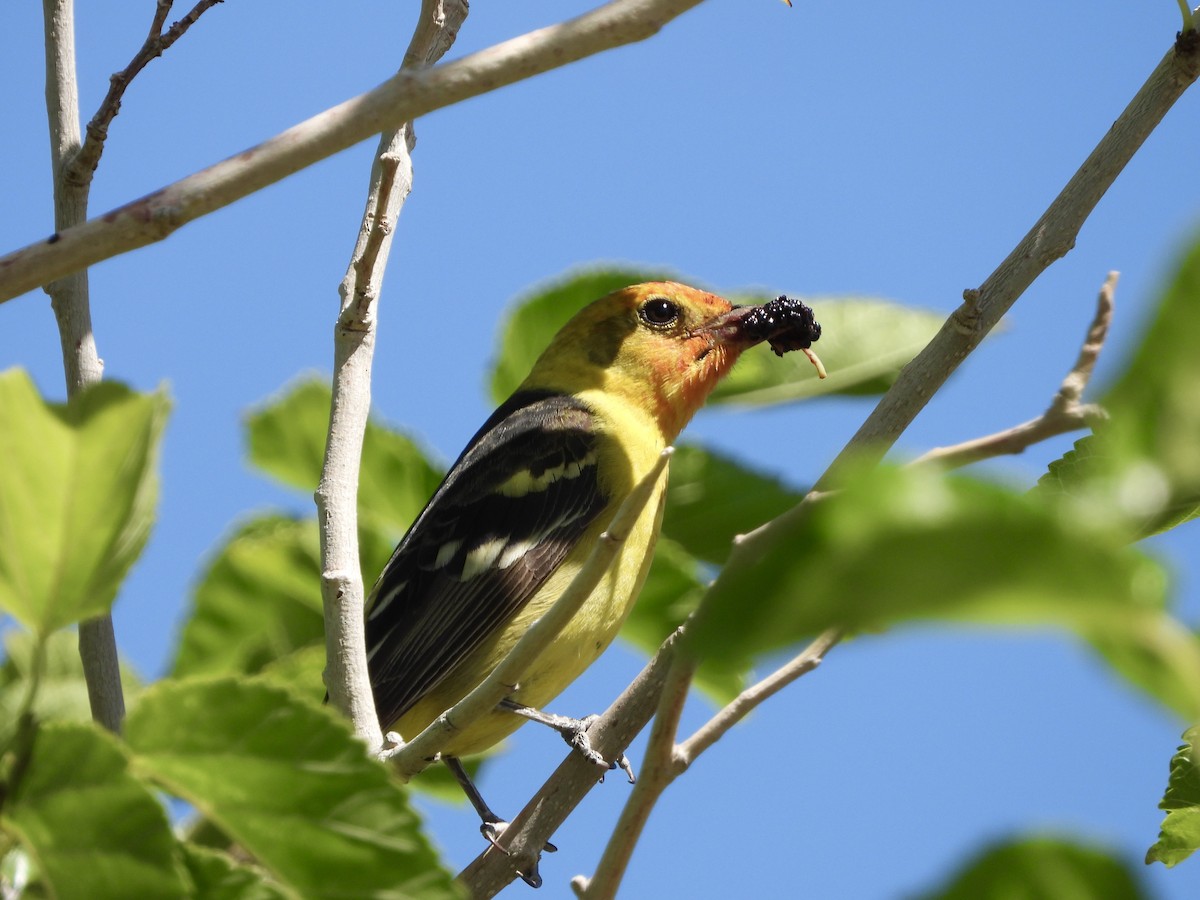 Western Tanager - ML619536515