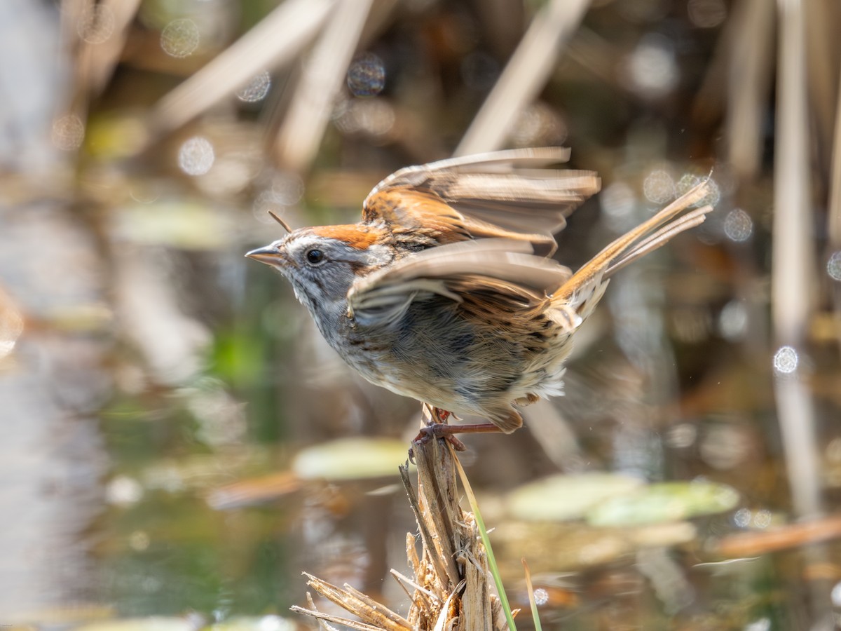 Swamp Sparrow - ML619536548