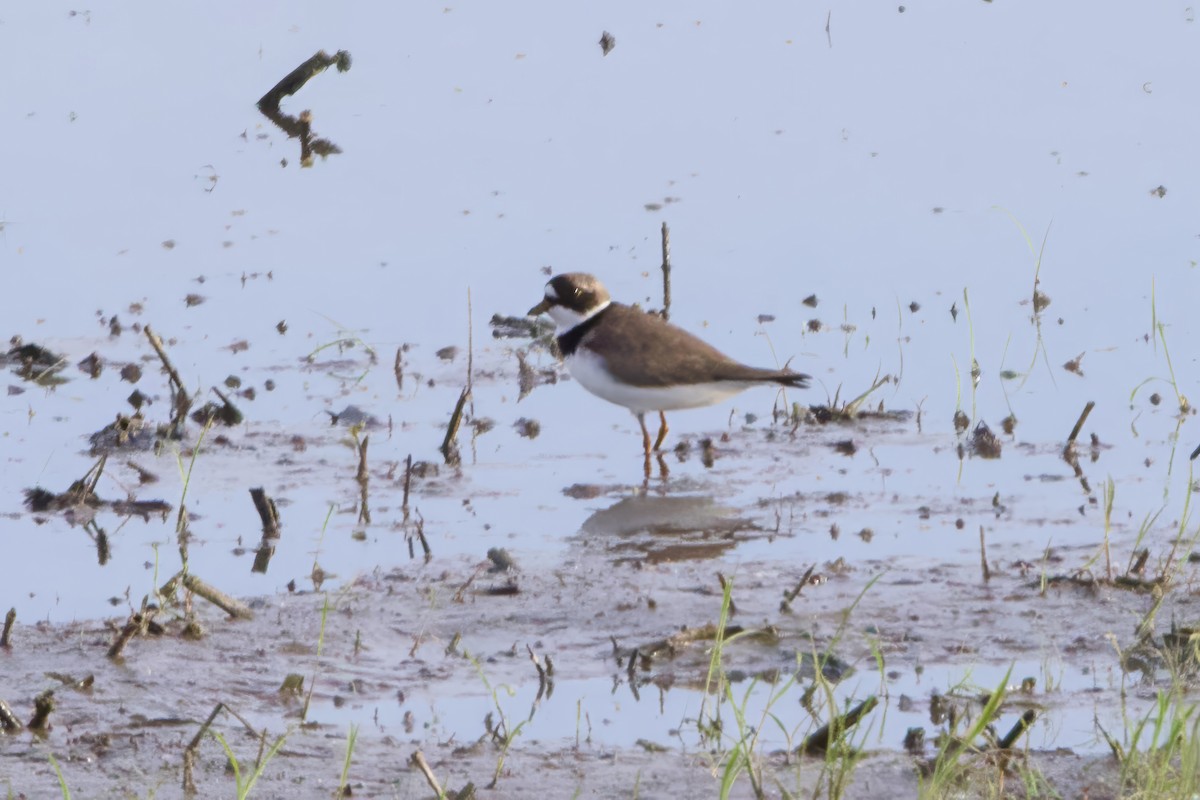 Semipalmated Plover - ML619536594