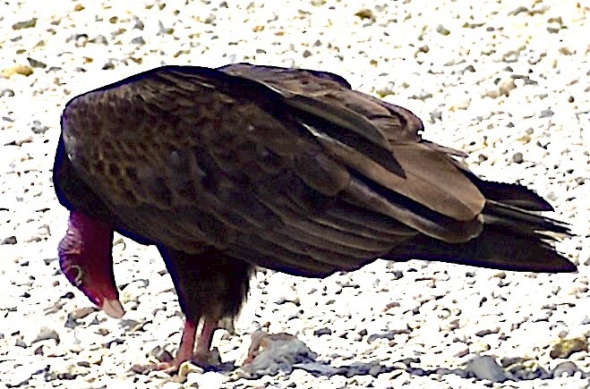 Turkey Vulture - ML619536599